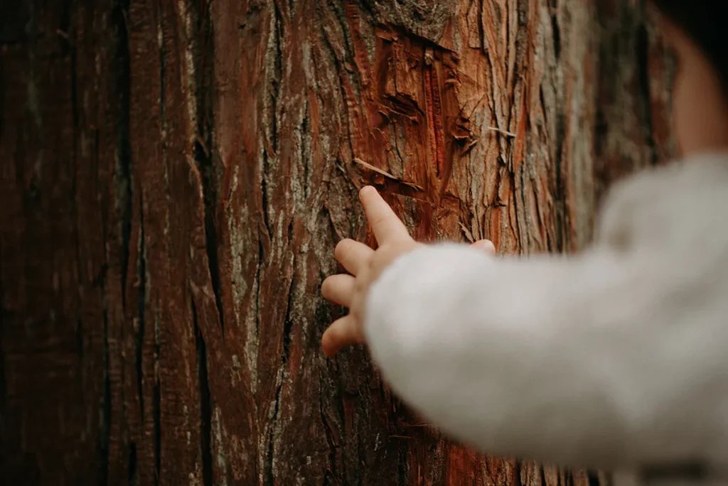 photographe bebe en foret