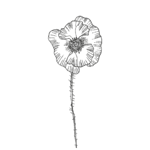 fleur noir